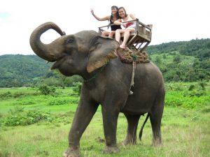 Sri Lanka Elephant