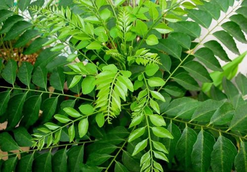 karapincha curry leaves spices sri lanka