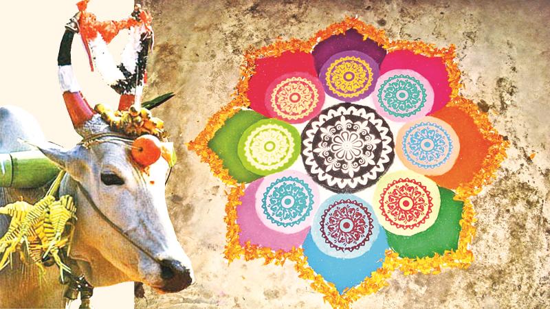 Thai Pongal Festival | Sri Lanka Public Holidays | Sri Lankan Riders Holiday