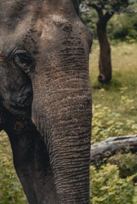 wild life tours with sri lankan riders