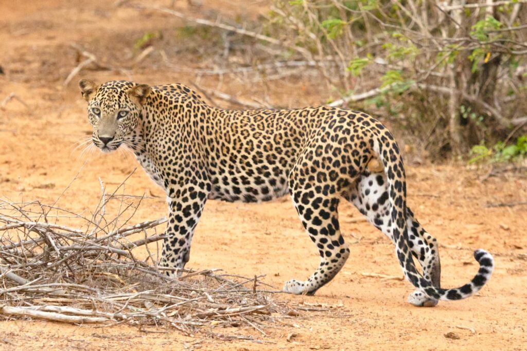 yala national park with sri lankan riders