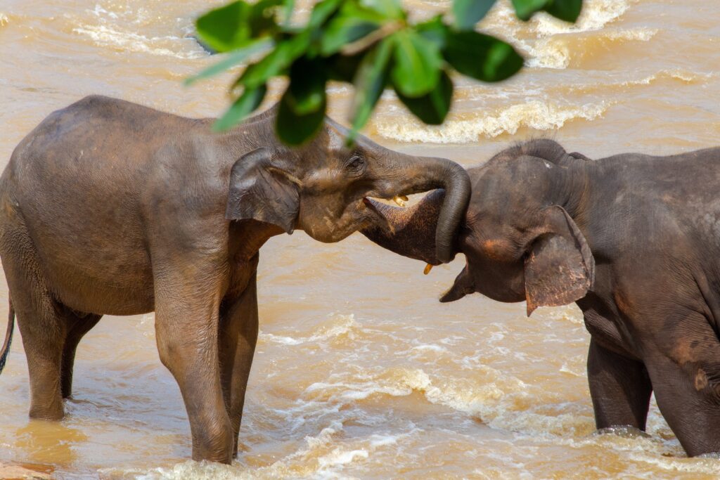 Elephants Safari By Sri Lankan Riders