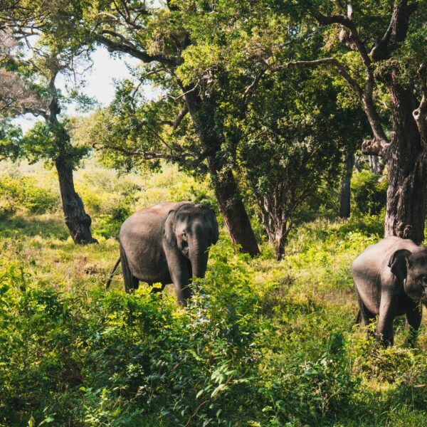 wild life tours with sri lankan riders