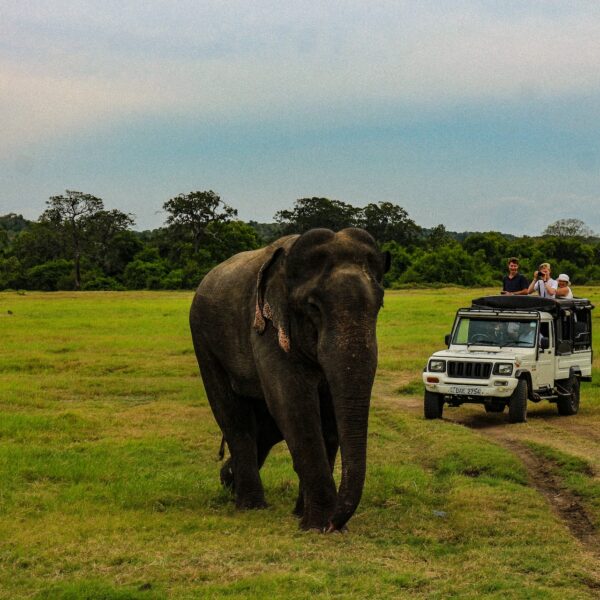 Udawalawa national park with sri lankan riders