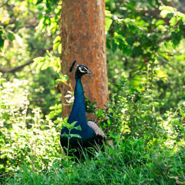 minneriya wildlife