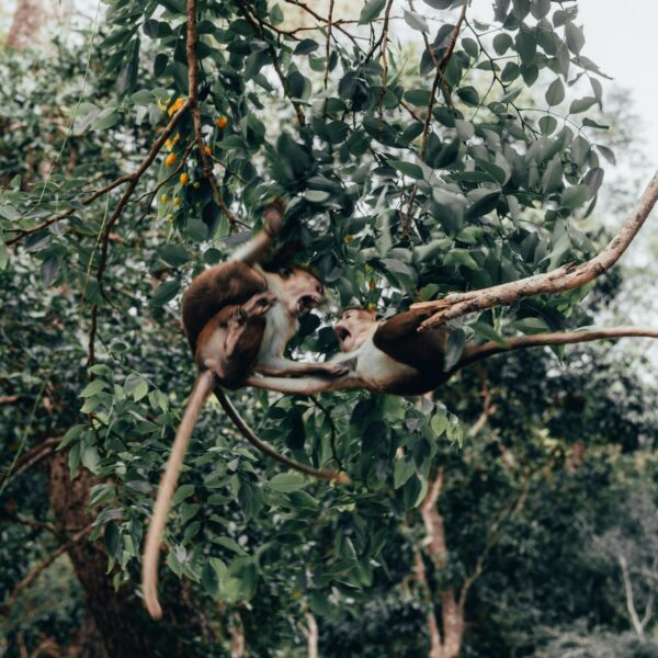 wildlife sri lanka