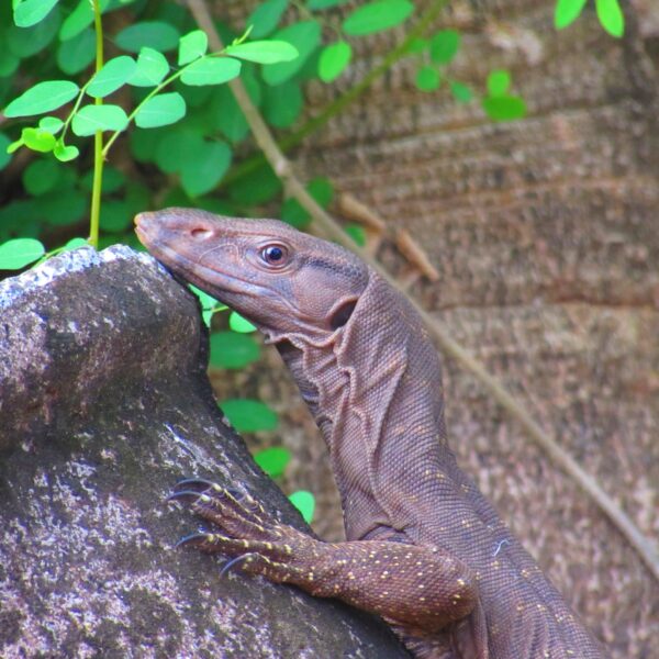 wildlife sri lanka