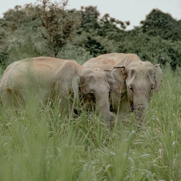 wildlife national park sri lanka bundala