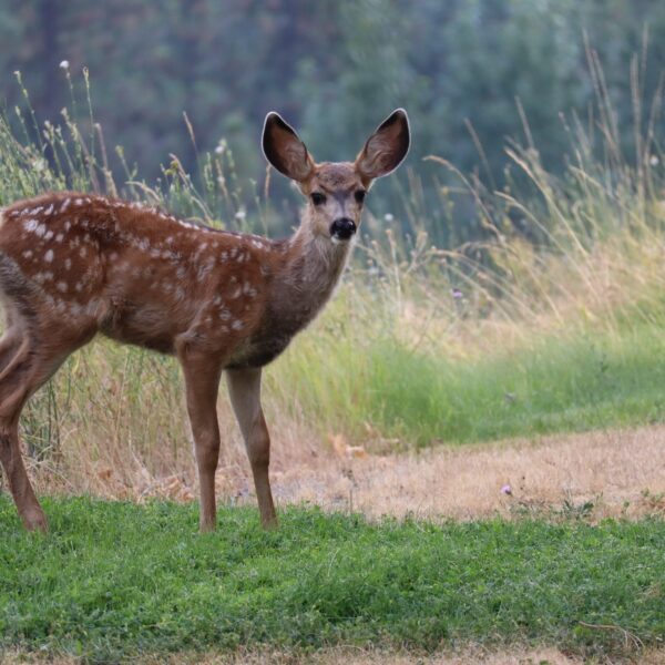 sri lankan wildlife