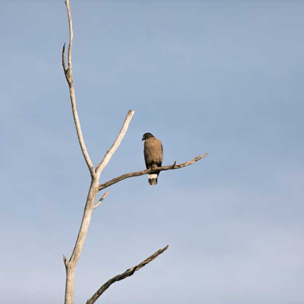wasgamuwa national park sri lanka