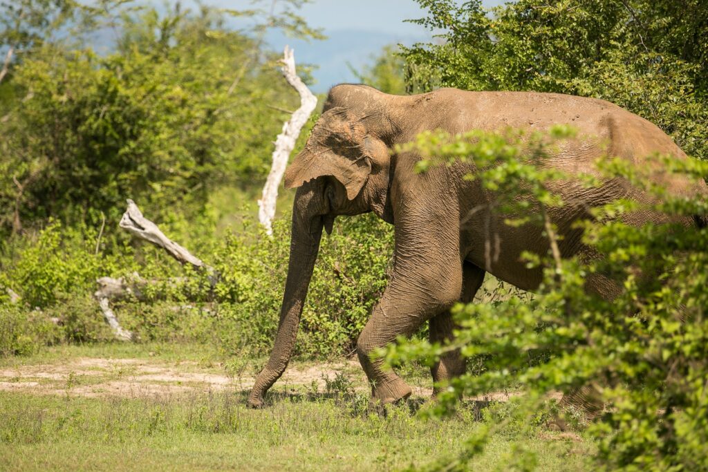 wasgamuwa national park sri lanka 