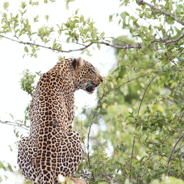 sri lankan wildlife