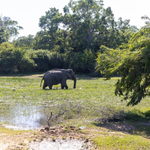 kumana sri lanka