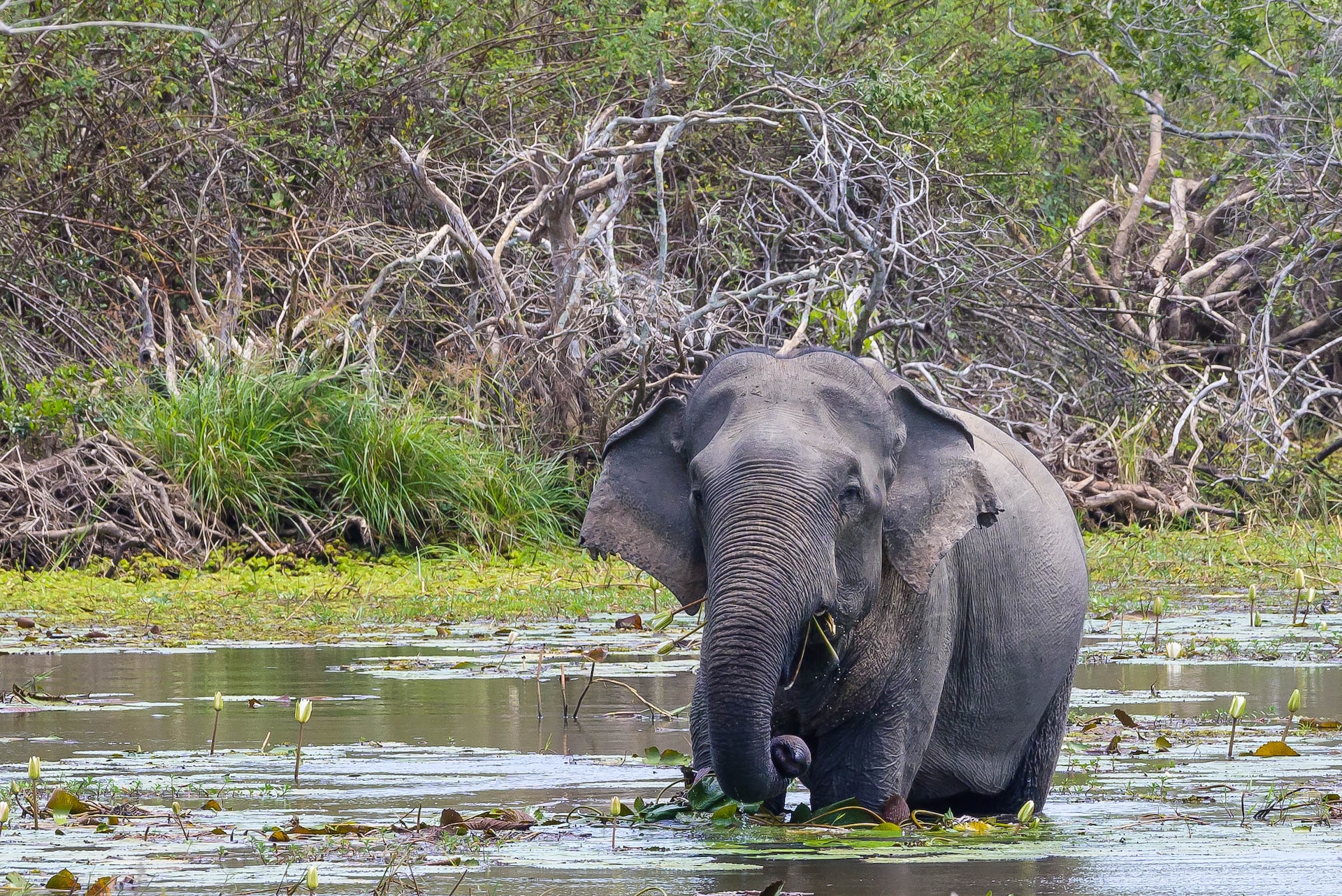 kumana national park sri lanka