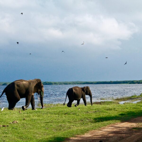 minneriya park sri lanka