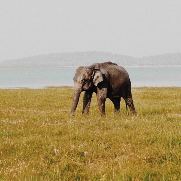 wildlife sri lanka