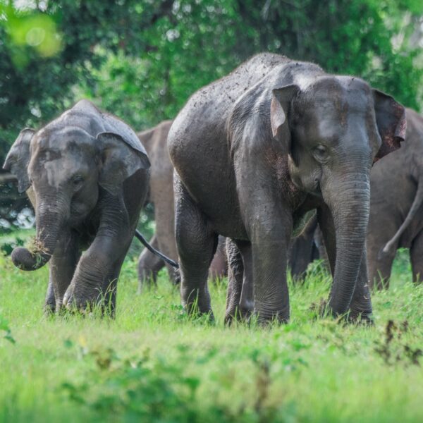 minneriya park sri lanka