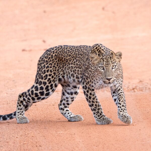 bundala sri lanka
