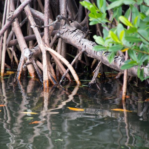 Flora and fauna srilanka
