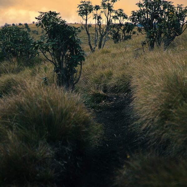 horton plains sri lanka