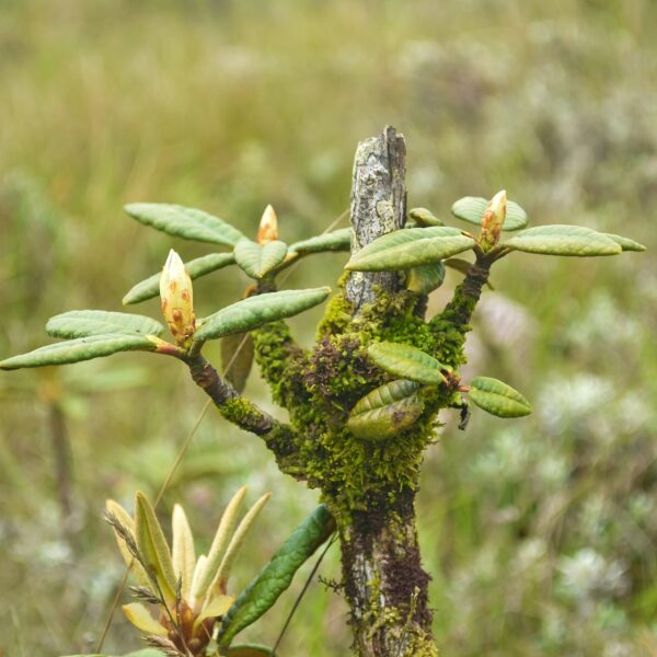 horton plains sri lankan riders