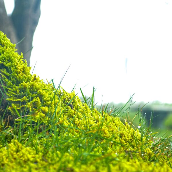 horton plains sri lanka