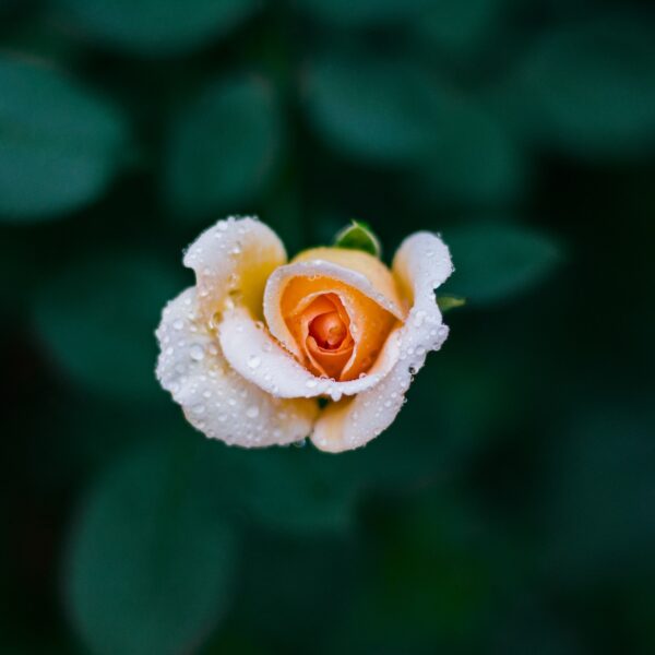 Botanical Gardens