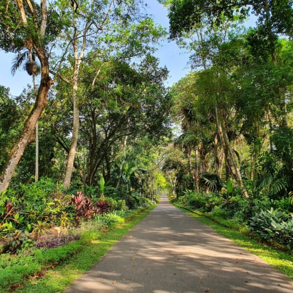 gampaha garden